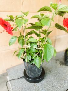 Cây Hoa Dâm Bụt đỏ size 45 đến 65cm trang trí sân vườn nhà cửa văn phòng.