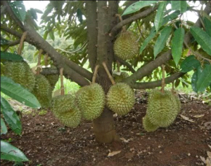 Bibit Musangking Durian Musang King Super Unggul Siap Berbuah Daun Lebat