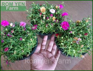 ต้นแพรเซียงไฮ้ แพค 3 กระถาง คละสี แพรเซียงไฮ้ แพรเซี่ยงไฮ้ แพรเซียงไฮ รากงอกแล้วไม่ใช่กิ่ง