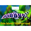 【Ocean Zone】Botia Kubotai / Polka-Dot Loach 2pcs / 5pcs (Live Fish with DOA). 