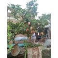 cây hồng xiêm,sapo ngọt. 