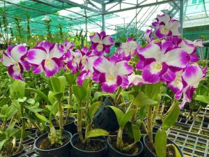 Den lai catt nữ hoàng