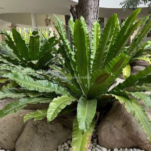 Birds nest fern เฟิร์นข้าหลวง เฟิร์นข้าหลวงหลังลาย เฟิร์นรังนก เฟิร์นข้าหลวงโอซาก้า ไซส์M