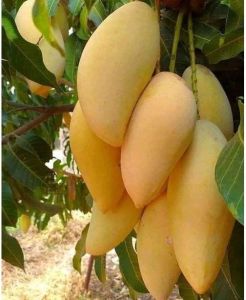 Bibit Tanaman Mangga Namdokmai Super