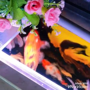 Thức ăn cá 500Gr hạt nhỡ tăng size mạnh lên màu chuẩn không gây đục nước cám cá Koi cá kiểng 7 màu cá vàng..