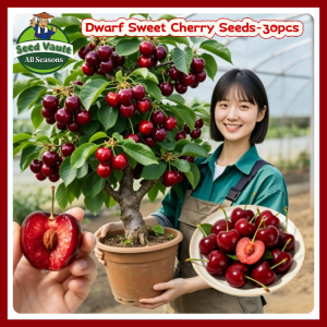 Fast Growing 30pcs Dwarf Cherry Seeds for Sale Sweet Cherry Tree Seeds for Planting Fruits Balcony Bonsai Cherry Fruit Plant Fruit Bearing Tree Seeds Real Cherry Seedlings High Yield Bonsai Cherry Plant Seed Bonsai Tree Live Plants Fresh Cherry Fruit Seed