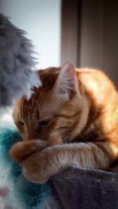 [Ubat Kutu] 500ml  Flea and Tick Control Spray Cat and Dog Anti Flea Spray Anti Kutu Spray 宠物防跳蚤药