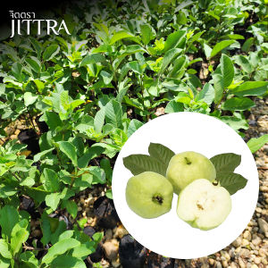 จิตตรา ต้นพันธุ์ฝรั่งกิมจู กิ่งตอนสูง 60-80 ซม. ปลูกปีเดียวติดลูก พร้อมส่ง เครมฟรี ต้นพันธุ์ผลไม้ ต้นเตี้ย ผลดก