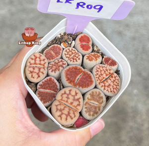 Lithops karasmontana Top Red Lithops Living Stone Plant Big Size 3-4 Years Malaysia Succulent Shop 【一物一拍】优选3-4年红窗玉生石花
