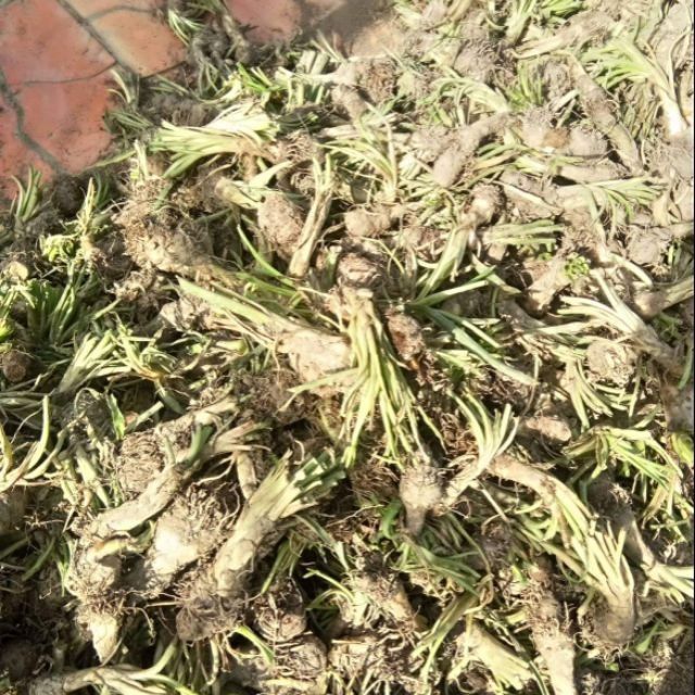 COMBO%205%20C%E1%BB%A6%20HOA%20GI%E1%BB%90NG%20HOA%20HU%E1%BB%86%20TA%20TR%E1%BA%AENG%20TH%C6%A0M%20(HOA%20D%E1%BA%A0%20LAI%20H%C6%AF%C6%A0NG)%20-%20CB5CGHHTTT%20-%20Image%201