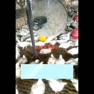 Vitamin Ayam - Obat Ayam - Suplemen Ayam - Forgil 1 - Sumox 1 - Penggemuk Ayam Broiler Jantan Bebek