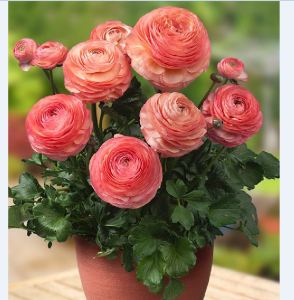 Củ mẹ hoa hồng mao lương ( 5 màu - Khách tùy chọn ) - Hoa siêu đẹp