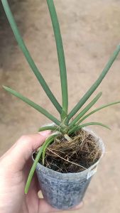 Remaja Anggrek Papilisia Terejava x Paraphalaenopsis Budiardjo Bibit Bunga Anggrek Silangan Istimewa Wajib Koleksi
