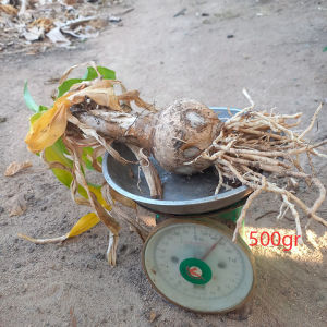 Trinh Nữ Hoàng Cung | củ/ cây/ lá tươi