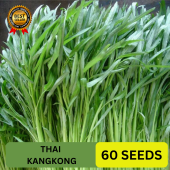 (60 SEEDS) THAI KANGKONG SEEDS/FOR PLANTING/THAI VARIETY/EASY TO GROW