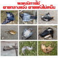 ยาเบื่อนกพิราบกำจัดพิราบและนกทุกชนิด เหยื่อกำจัดนกพิราบ ยาฆ่านกพิราบ500g ทำลายอวัยวะภายในตายใน 1ชม. ยาเบื่อนก พิราบ แห้งเร็วและไม่มีกลิ่น กินง่ายตายไว ชนิดไม่ต้องผสมอาหาร ยาเบื่อนก เห็นผลชัวร์ 100% ไม่มีนกรบกวน ไล่นกพิราบถาวร ยาไล่นกพิราบ. 