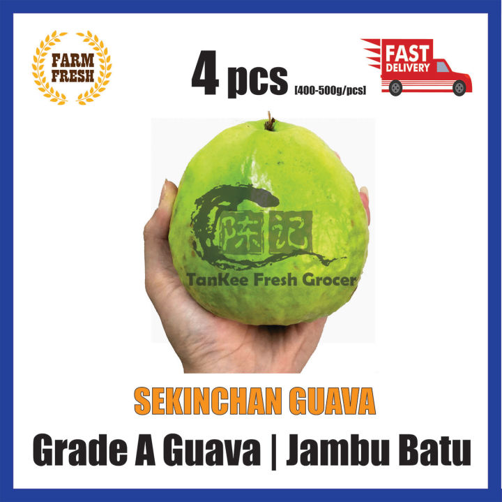 [4 pcs] Sekinchan Guava Grade A [ 400-500g/pcs ] Jambu Batu Gred A ...