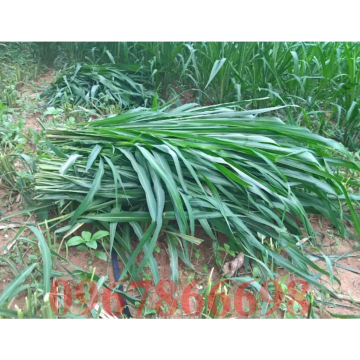 H%E1%BA%A1t%20Gi%E1%BB%91ng%20C%E1%BB%8F%20S%E1%BA%A3%20L%C3%A1%20L%E1%BB%9Bn%20Mombasa%20Ghine%20Gumbo%20T%E1%BB%89%20L%E1%BB%87%20N%E1%BA%A3y%20M%E1%BA%A7m%20Cao%20(%20H%C3%A0ng%20B%E1%BA%A3o%20%C4%90%E1%BA%A3m)%20-%20Image%207