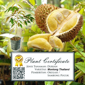 Bibit Durian Kaki 3 Bersertifikat Garansi Asli