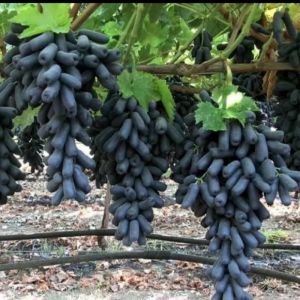 Bibit Anggur Mondrop Manis Unggul Hasil Grafting