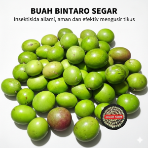 (PAKET 1 KG) BUAH BINTARO/BUAH PENGUSIR TIKUS/SIMPALAK/CERBERA MANGHAS INSEKTISIDA ALAMI PENGUSIR HAMA  DLL