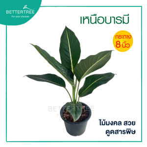 เหนือบารมี กระถาง 8 นิ้ว ไม้มงคล สูง 40 cm ไม้ฟอกอากาศ