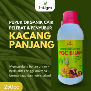 Obat Penyubur Kacang Panjang / Pupuk Obat Pelebat Kacang Panjang / Pupuk Booster Kacang Panjang Cair
