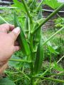 Bayar Di Tempat - 5 Biji / Benih / bibit OKRA HIJAU - Seed buah - bibit sayur mudah tumbuh - RANITASHOP GROSIR. 