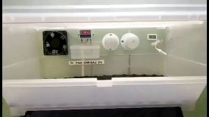 Incubator for puppies and kittens