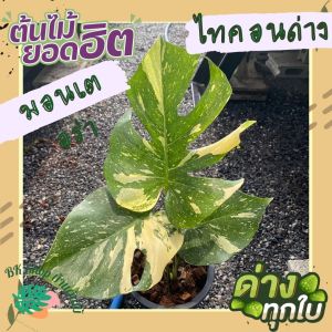 ต้นมอนสเตอร่าด่าง มอนสเตอร่าไทคอน กระถาง8นิ้ว ไม้ด่าง การันตีตรงปก ต้นไม้ด่าง ต้นไม้ฟอกอากาศ ต้นไม้ปลูกในบ้าน (Monstera Thai Constellation)ไม้ยอด 3-5 ใบ ต้นไม้มงคล