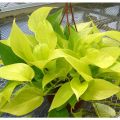 Cây trầu bà vàng - Cây cảnh để bàn. 