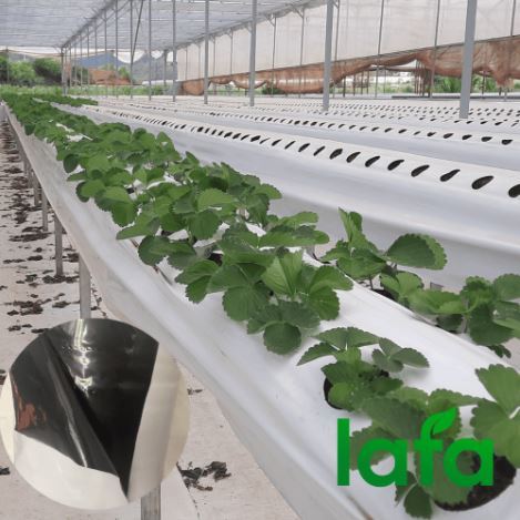 Ph%C3%A2n%20b%C3%B3n%20t%C6%B0%E1%BB%9Bi%20nh%E1%BB%8F%20gi%E1%BB%8Dt%20NPK%2020-20-20%20+TE%20t%C3%BAi%205kg%20-%20Image%202