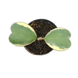 Hoya Love Variegata Warna Emas - Tanaman Hias Daun Putih Valentinis