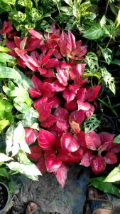 ซูปเปอร์เรด อโกนีม่า ทรงกอพู การล่าสุด ลำก้านถึงปลายใบเป็นสีเขียว สีแดง ความชอบแดดรามิกสำหรับการปลุก