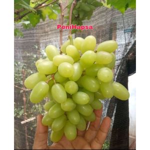 Bibit Anggur Import Heliodor Asli Super Grafting