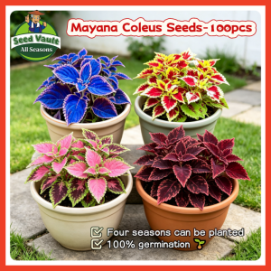 100% Legit High Germination 100pcs Tropical Mayana Coleus Seeds for Planting Flower Plant Assorted Color Rare Mayana Coleus Flower Seeds for Gardening Balcony Mayana Plant Seeds Mayana Live Plants for Sale Indoor Real Mayana Seedlings Outdoor Garden Decor