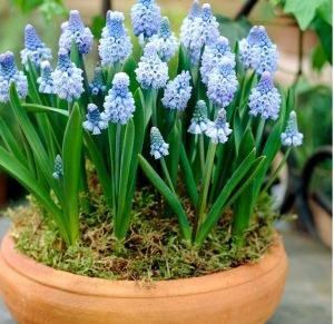 Bô 3 Củ Hoa chuông nho lục bìnhmuscari