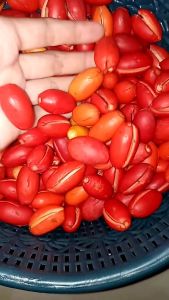 Kulit Melinjo Fresh 1/2 Kg: Manfaat & Kesehatan