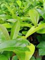 kamagong seedlings / rare and native fruit mabolo fruit tree seedlings / velvet apple  seedlings. 