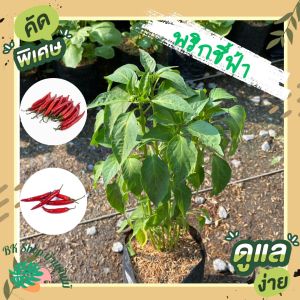 พริกชี้ฟ้า ต้นพริกชี้ฟ้าพร้อมปลูกลงดิน ผักสวนครัว ต้นละ 45 บาท ส่งพร้อมถุง6นิ้วสูง 20-40 ซม.