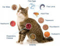 Obat Cacing Kucing O-CING 20 ML Paling Ampuh Dan Cepat Membasmi Cacing. 