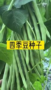 High Yield Early Maturing Climbing Four Seasons Bean Seeds Four Seasons Planting Kidney Beans Red Flower No-Vine Four Seasons Bean Seeds