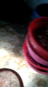 Bawang goreng Brebes pedas cabe asli non msg non pengawet alami 100gr