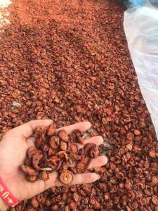 Combo 5kg táo mèo khô Yên Bái táo mèo ngâm r giá rẻ chất lượng cam kết bảo hành ngâm r hoặc làm mứt sắc uống rất thơm