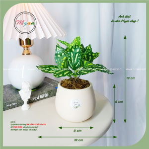Cây nhân tạo Chậu cây Sao Băng để bàn trang trí nhà cửa...cao 19cm