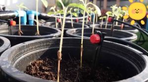 ชู่น้ำหยด 16 เมตร 10 หัวหยดน้ำ ปรับหยดน้ำได้ 8 ทิศทาง พร้อมส่ง 🇹🇭