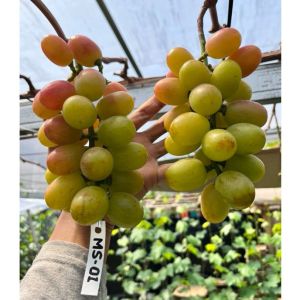 Bibit Anggur Import Jumbo Tanpa Biji MS01 - Makanan Segar & Beku