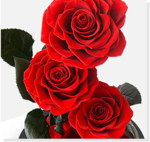 Seangel Preserved Red Rose Eternal Rose in Glass Dome情人节日礼物，for 520 Confession Day Romantic Gift for Her Thanksgiving Christmas Valentines Day Birthday Mothers Day
