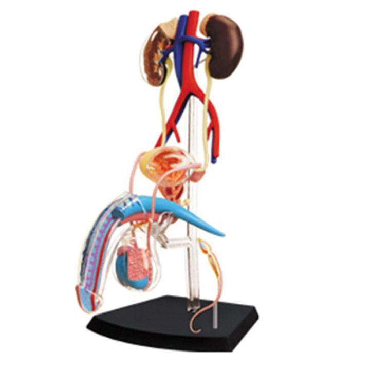 Medical Torso Human Body Model Education Male Reproductive System Model ...