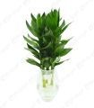chậu cây phát tài phát lộc thủy sinh. 